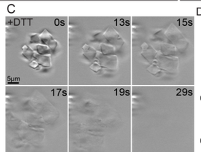 Gene from bacteria crystalline structures in fungus